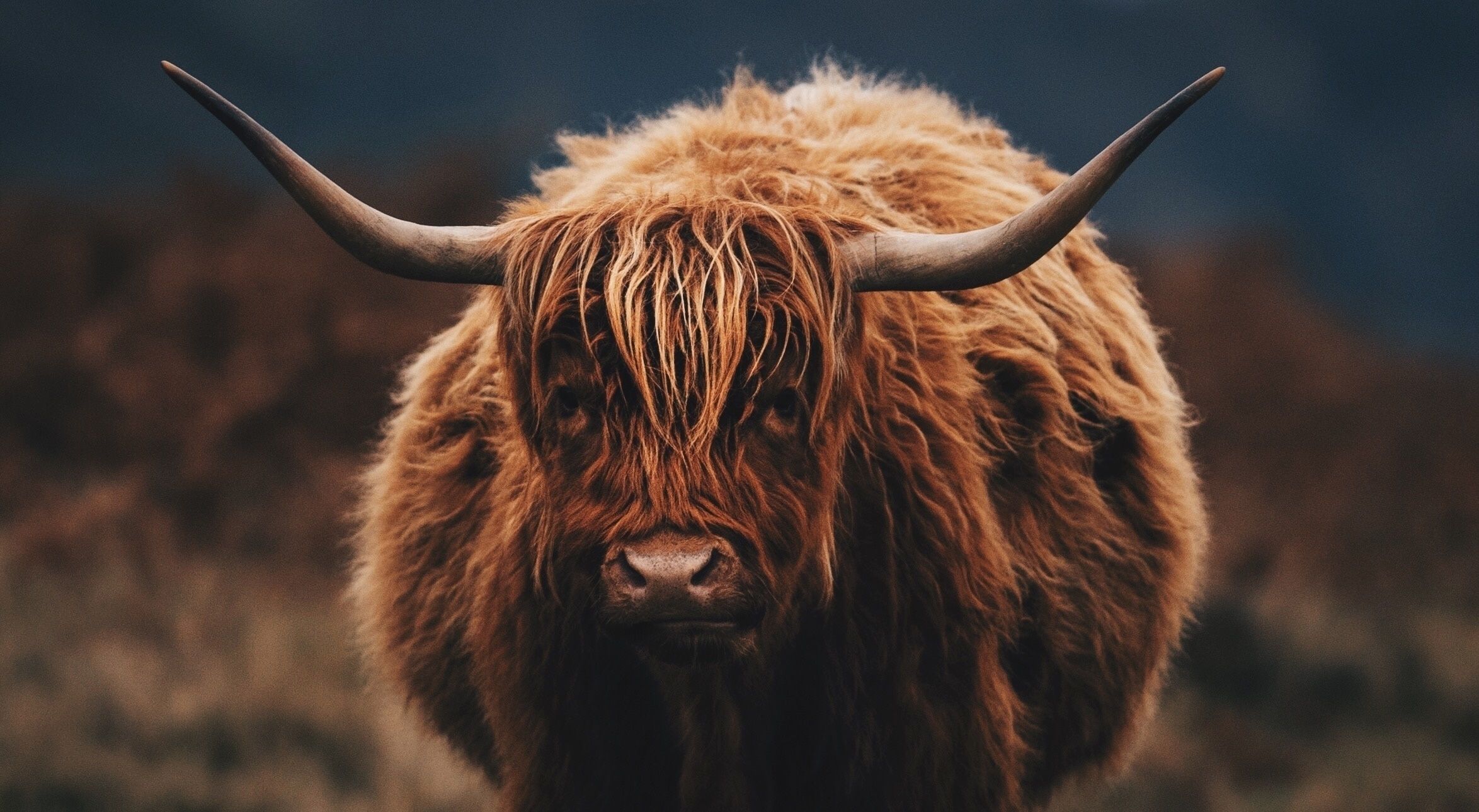 Stado krów rasy higland cattle sieje postrach w gminie Cybinka