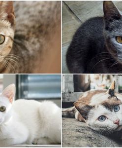 Nawet jeżeli twój kot nie planuje cię zabić, i tak może to zrobić. Naukowcy ostrzegają przed groźną chorobą