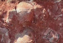 W Chinach robotnicy przypadkowo odkryli 30 jaj dinozaurów. Znalezisko liczy 130 mln lat