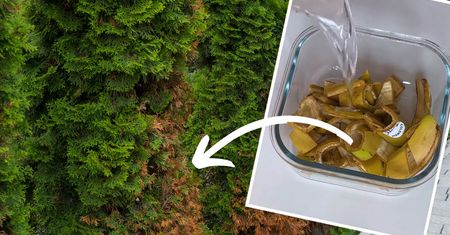Ten nawóz do tui uratuje Twoje drzewka przed brązowieniem