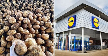 Po burakach przyszła kolej na ziemniaki. Lidl znów wyciąga rękę do polskich rolników