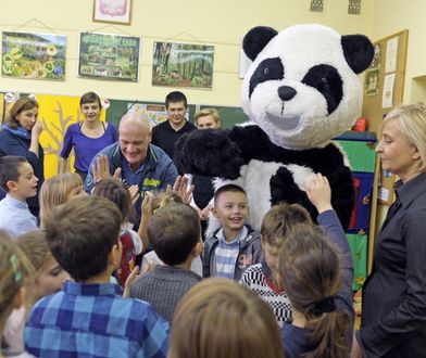 Dzień pandy wielkiej. Wyjątkowe święto wyjątkowego misia