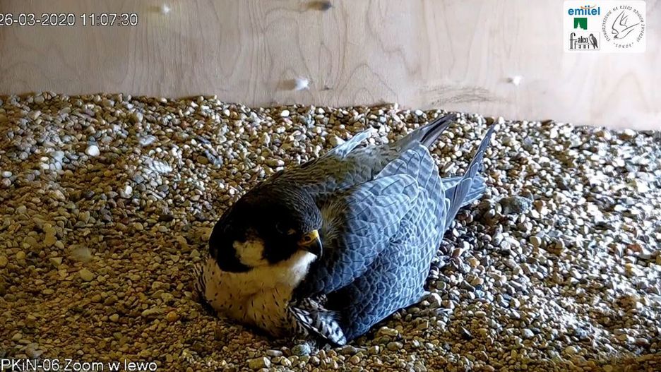 Koronawirus w Polsce. W Pałacu Kultury i Nauki pojawią się nowi lokatorzy