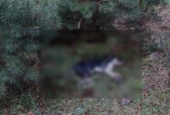 Bestialskie zabójstwo psa. Burmistrz wyznaczył nagrodę za wskazanie sprawcy