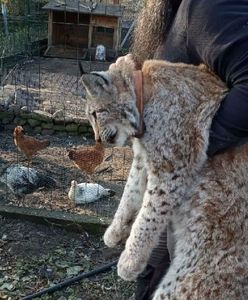 Zjadł kurę, koguta, kaczkę, potem zasnął. Wiadomo, co się stanie z niesfornym rysiem