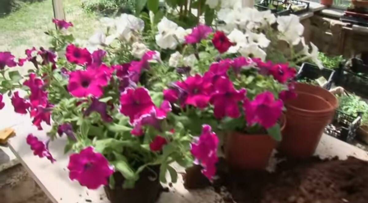 YourGardenShow youtube