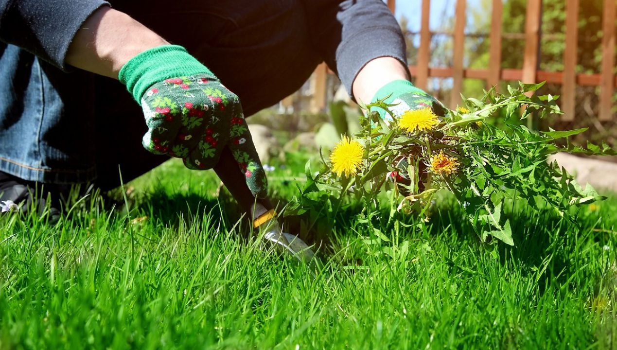 Wyrywasz chwasty z trawnika? Użyj 2 składników z kuchni, a znikną same