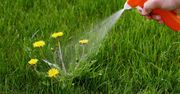 Naturalny oprysk na chwasty za 6 zł. Nie trzeba ich nawet wyrywać