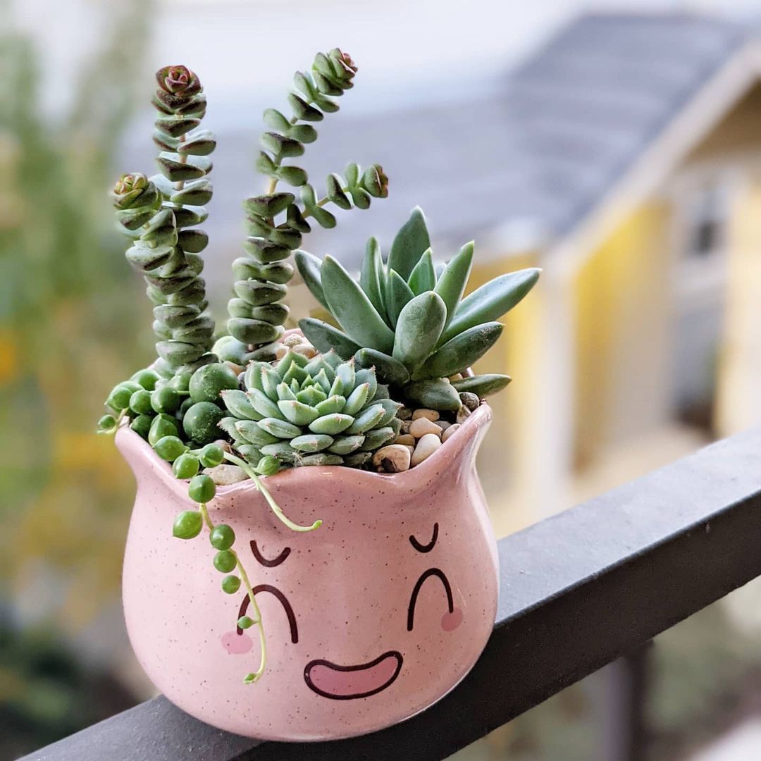 happy.little.succulents/Instagram