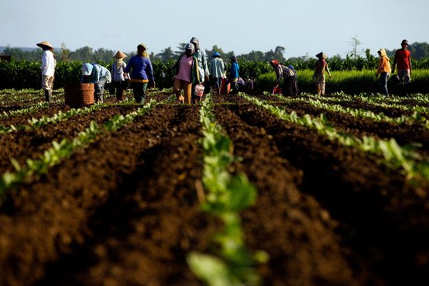HRW alarmuje: w Indonezji dzieci pracują na polach tytoniu. Firmy bogacą się kosztem ich zdrowia