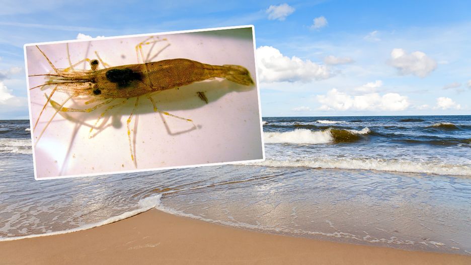 Krewetkę bałtycką można spotkać na polskim wybrzeżu