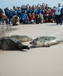 Turyści grożą bojkotem nadmorskich smażalni ryb. To będzie ich zemsta za zabijanie fok