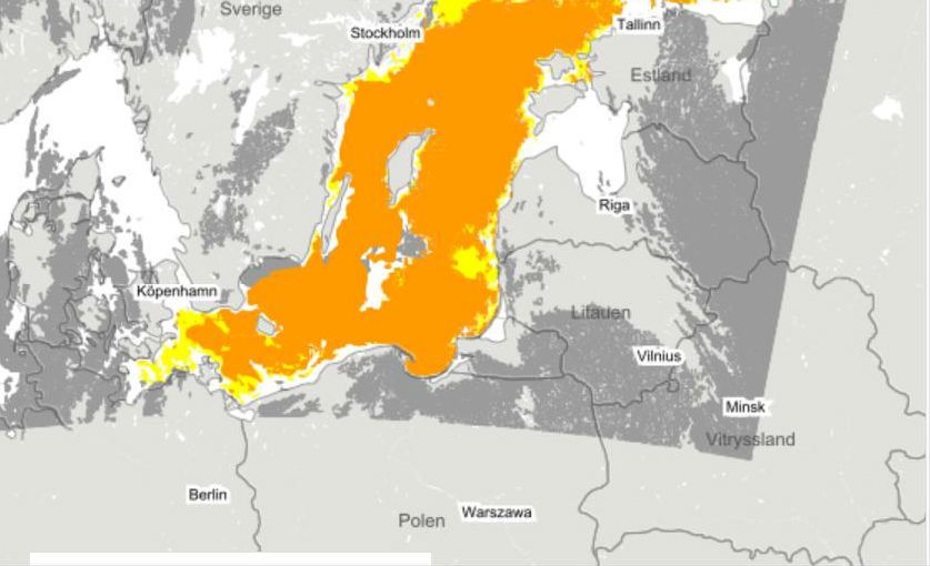 Sinice opanowały prawie cały Bałtyk. Dane z obserwacji satelitarnych Szwedzkiego Instytutu Meteorologii i Hydrologii 