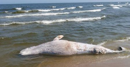 Bałtyk wyrzucił na brzeg wieloryba. Nowe fakty