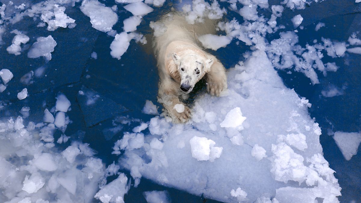 Topnienie lodów w Arktyce