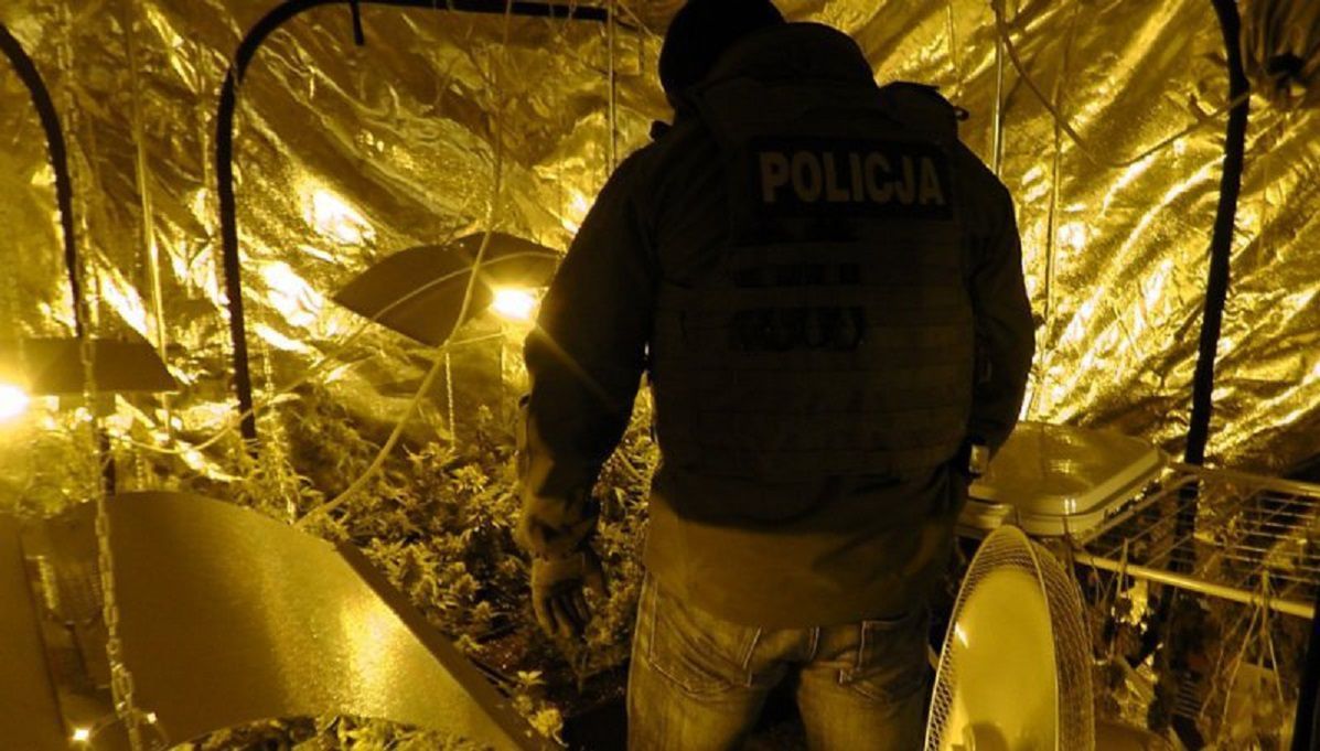 Profesjonalna uprawa pary 24-latków. Weszli do namiotów i stanęli jak wryci