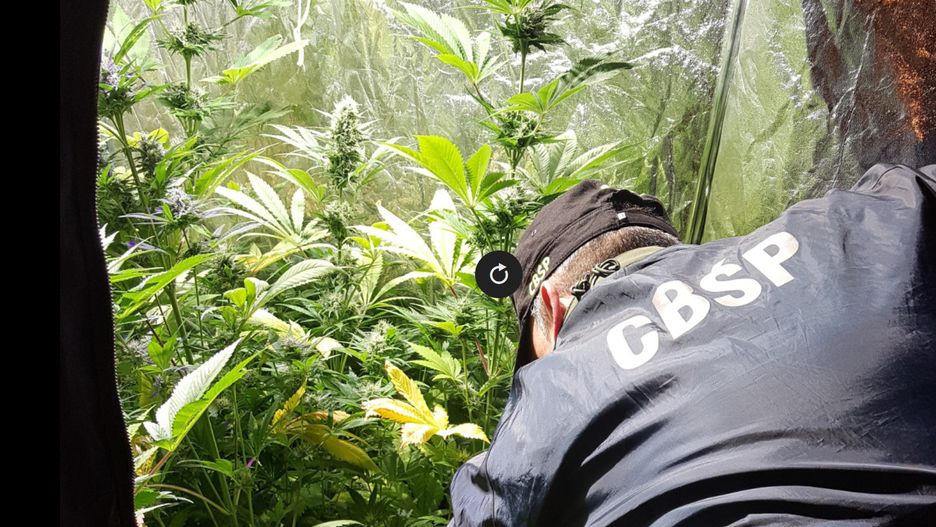 Opolskie CBŚP zlikwidowało laboratorium i dwie plantacje konopi