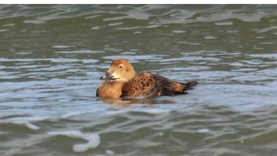 Na Bałtyku dostrzeżono dwa turkany