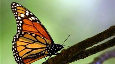 Peru zajmie się handlem motylami