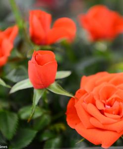 Walentynki 2019. Życzenia i wierszyki z okazji Dnia Zakochanych. Sprawdź najciekawsze propozycje