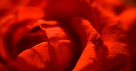 Walentynkowe róże nie tylko w bukiecie. Zobacz inne propozycje prezentów