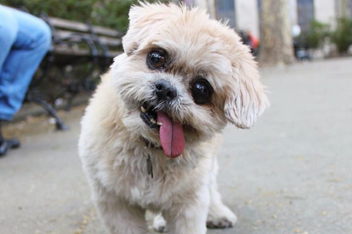 USA. Słynny pies Instagrama zmarł. Miał 18 lat