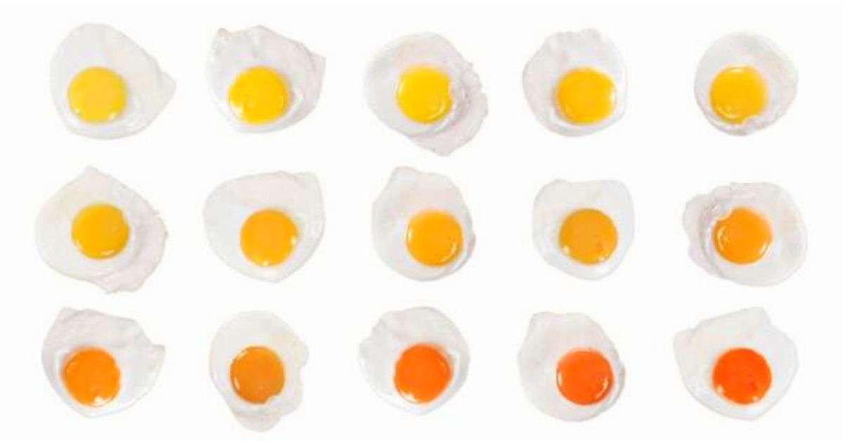 Kolor żółtek jaj nie jest bez znaczenia, a hodowcy kur mogą go zmieniać. To jajeczna manipulacja