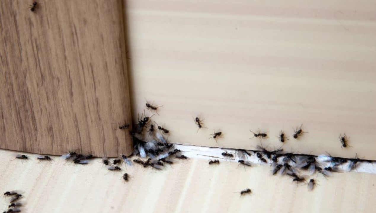 Jak wytępić mrówki w domu? Przepis na domowy oprysk za mniej niż 2 zł