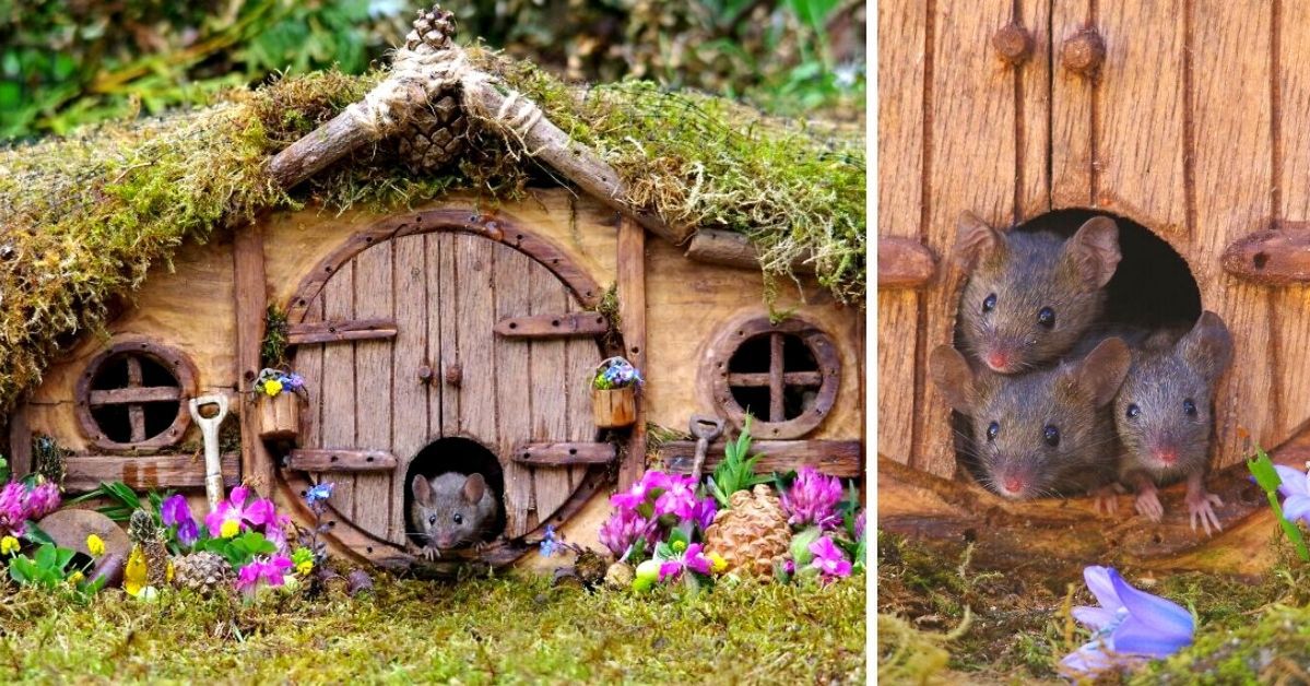 Brytyjczyk zaprzyjaźnił się z myszami i zbudował dla nich domki rodem z wioski Hobbitów
