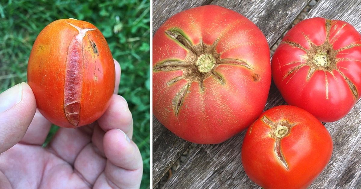 Jak zapobiec pękaniu pomidorów na krzaku? 6 porad, które zdradził mi hodowca