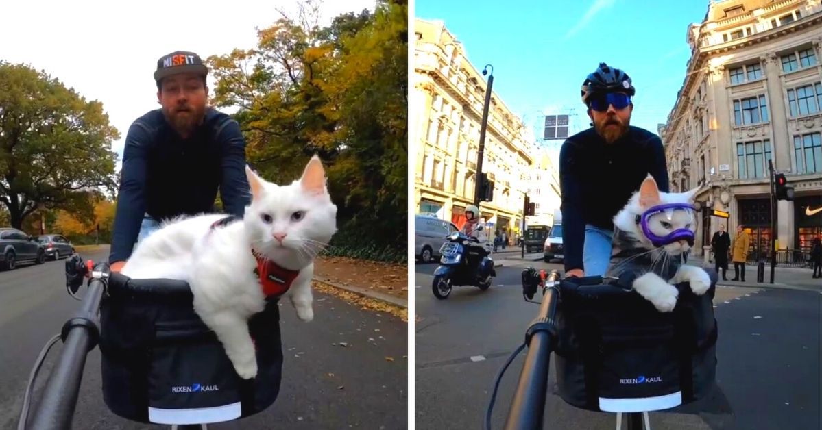 Mężczyzna zaczął organizować dla swojej głuchej kotki przejażdżki rowerowe po mieście. Zostali gwiazdami Instagrama
