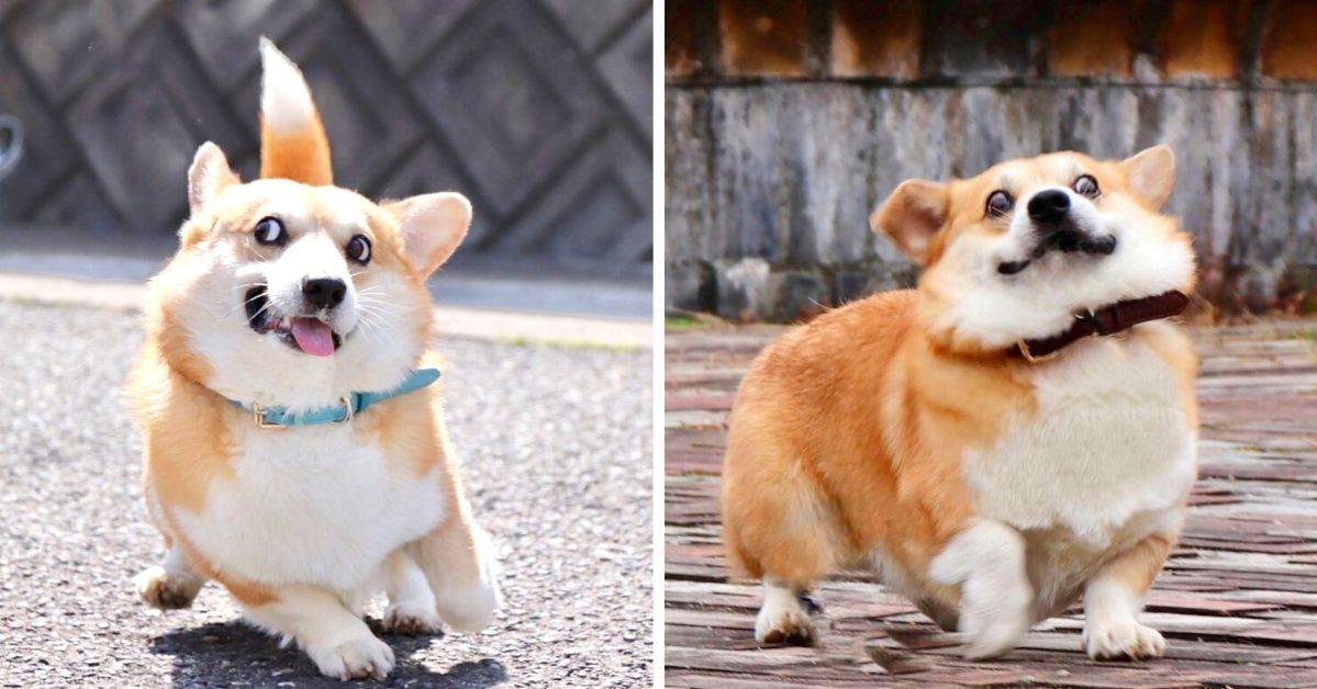 19 zdjęć psiaka corgi o najbardziej szalonym spojrzeniu na świecie