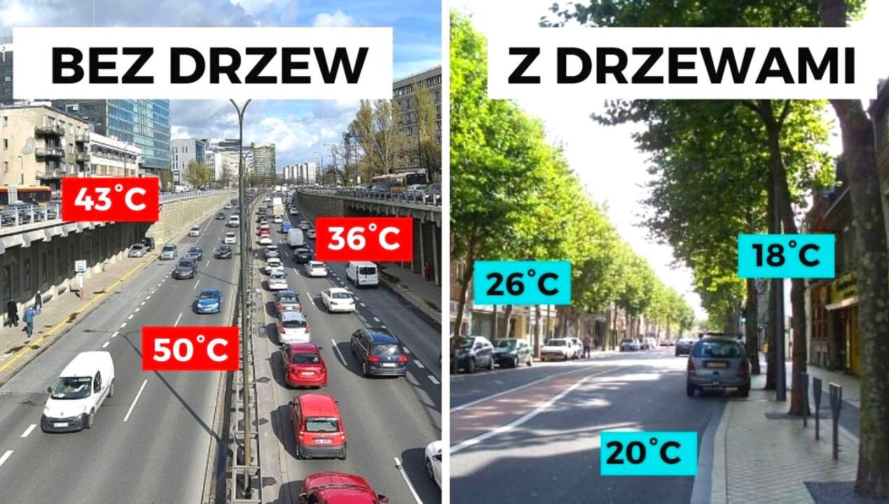 Oto jak drzewa obniżają temperaturę w mieście. Dzięki nim różnica jest ogromna