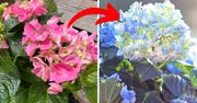 Ten prosty trik sprawi, że hortensja ogrodowa szybko zmieni kolor. Wystarczy 1 składnik
