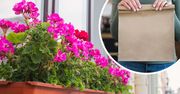 Babcia Gienia kazała mi włożyć pelargonie do torby. Śmiałam się, a teraz co roku tak robię