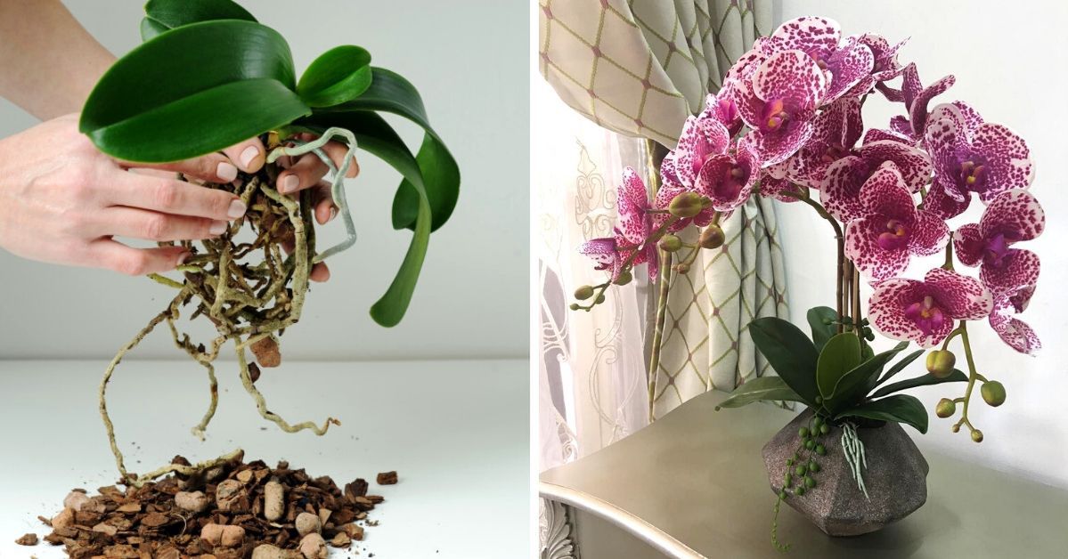 My Grandmother’s Secrets of Growing Wonderful Orchids. They Bloom Insane!