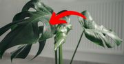 Kiedy monstera zaczyna płakać, nie trać ani chwili! Inaczej roślina zmarnieje