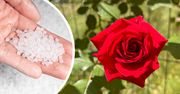 Zamiast dodawać do kąpieli, rozsyp pod różami. Będą pięknie kwitnąć