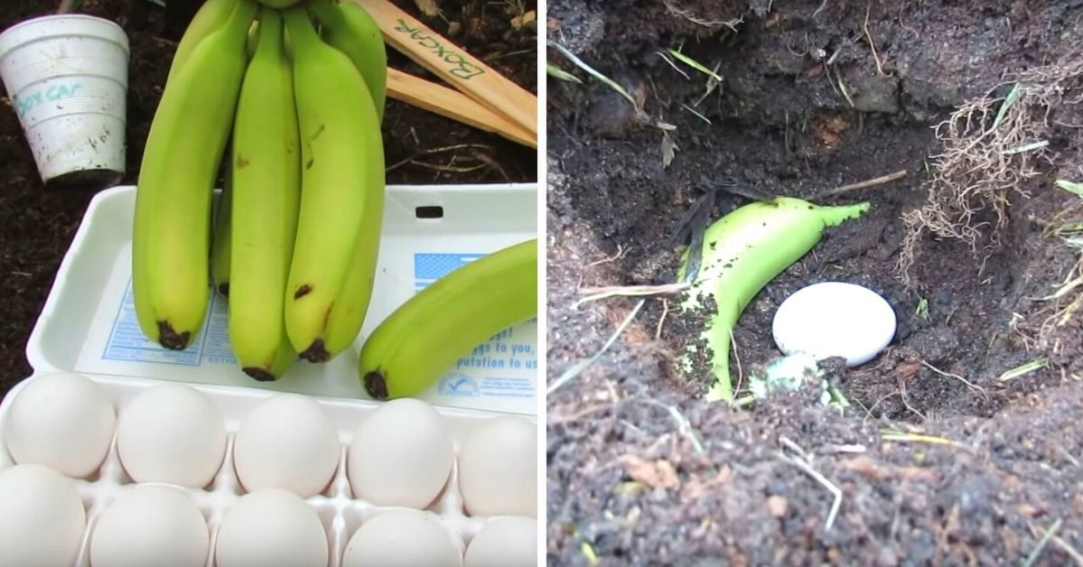 Sprytny trik ogrodników: zakopują całe jajka w ziemi, często z bananami!