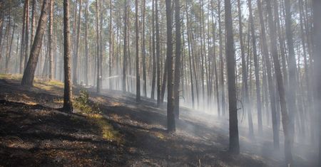 Pożar lasu w Leśnictwie Podlasie
