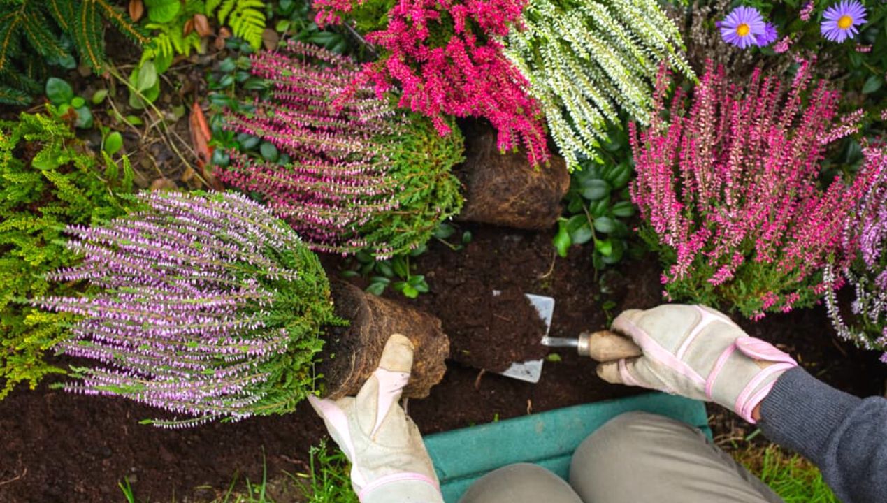 Jak sadzić wrzosy w ogrodzie, aby stały się ozdobą rabat? Nie zapominaj o ważnej rzeczy