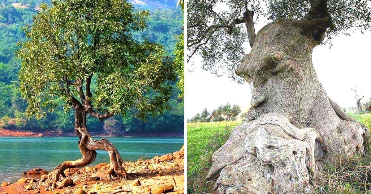 25 niepospolitych drzew, w których istnienie trudno uwierzyć. Niektóre zachowują się jak ludzie