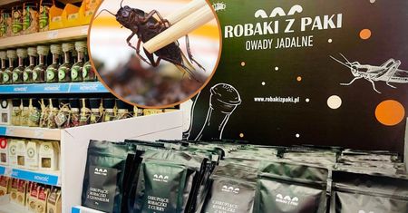 Coraz więcej jadalnych owadów w sklepach. Już nie tylko mąka ze świerszczy