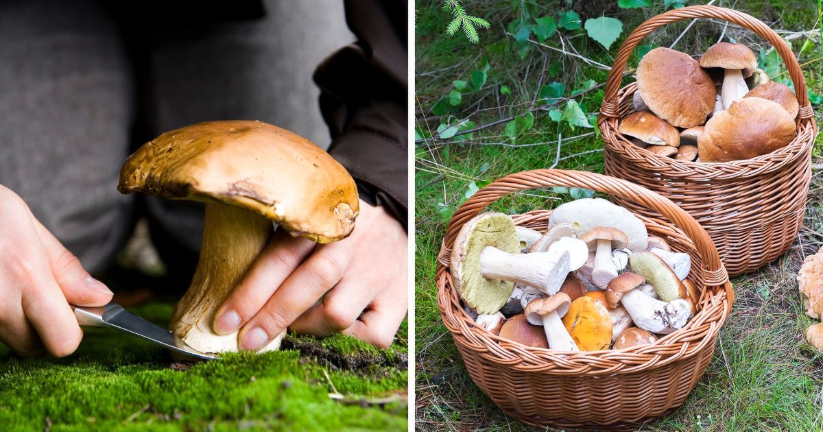 Najlepsi grzybiarze zdradzili swoje sekretne miejsca. Czeka nas prawdziwy wysyp!