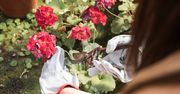 Nie wyrzucaj przekwitłych pelargonii. Tak przechowasz je do kolejnego sezonu