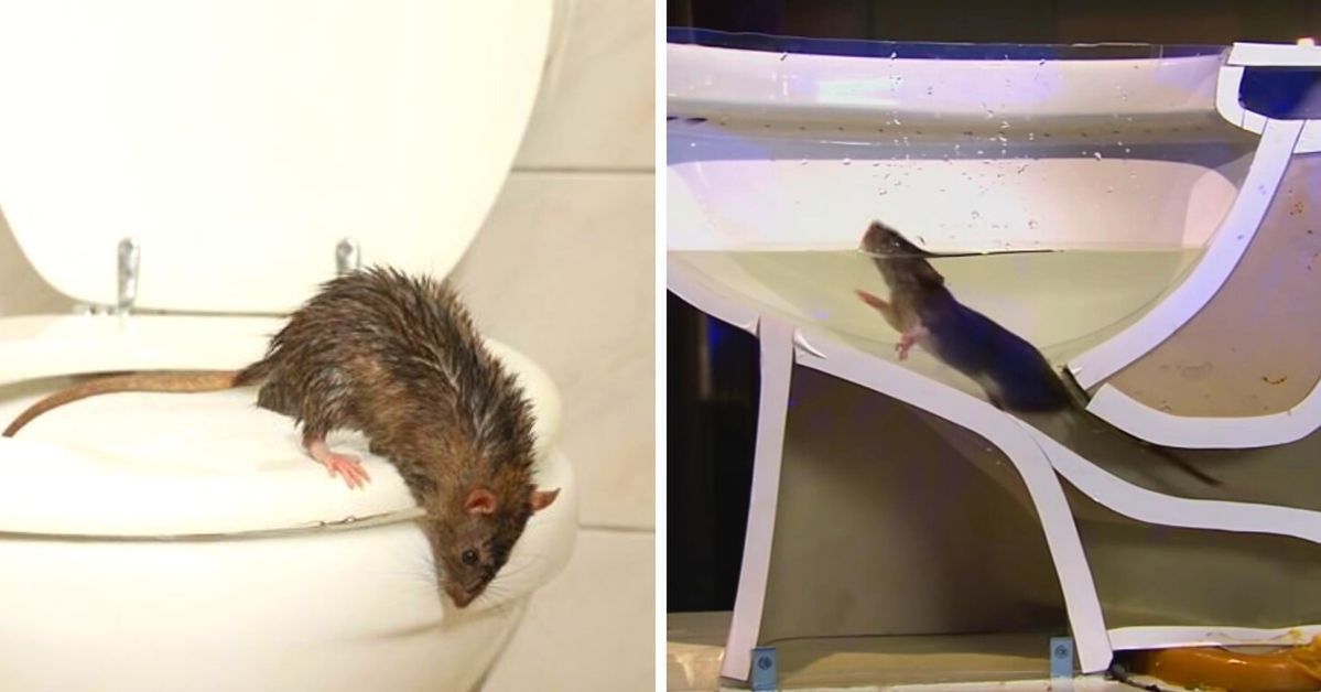 To wideo pokazuje, jak łatwo szczur może wejść i wyjść z Twojej muszli klozetowej