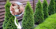 Podlałam tuje i od razu wypuściły mnóstwo gałązek! Ten nawóz kosztował mnie 2 zł