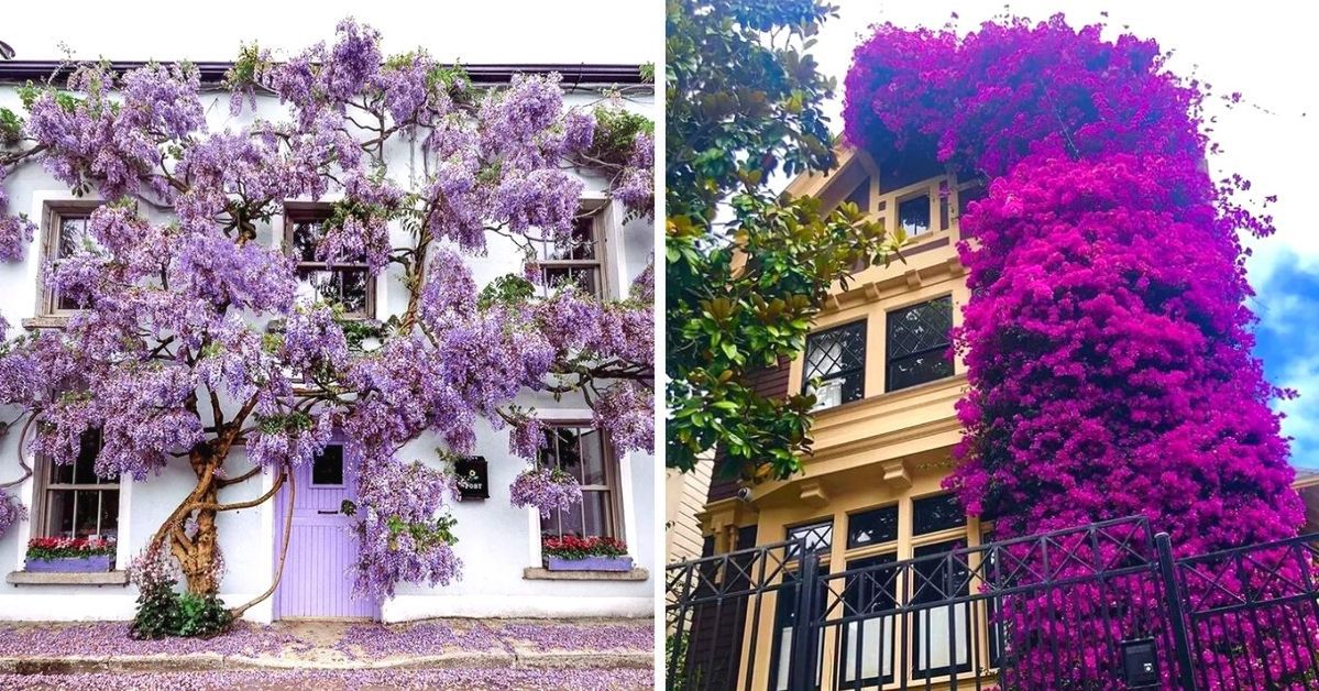 17 niesamowitych domów pokrytych kwiatami i bluszczem. Chciałoby się w takim zamieszkać