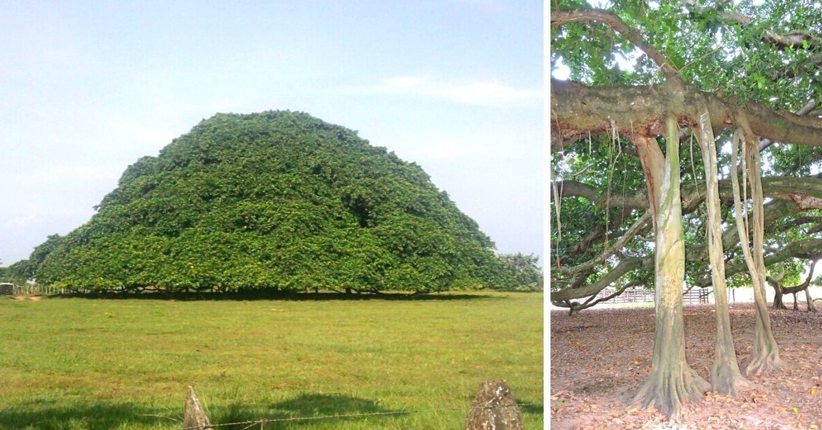 Ogromny figowiec przypomina górę lub lewitujący kapelusz. Okazuje się, że to nie jest jedno drzewo