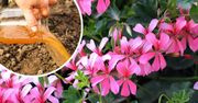 Ten nawóz zrobisz prawie za darmo! Pelargonie będą kwitły aż do jesieni